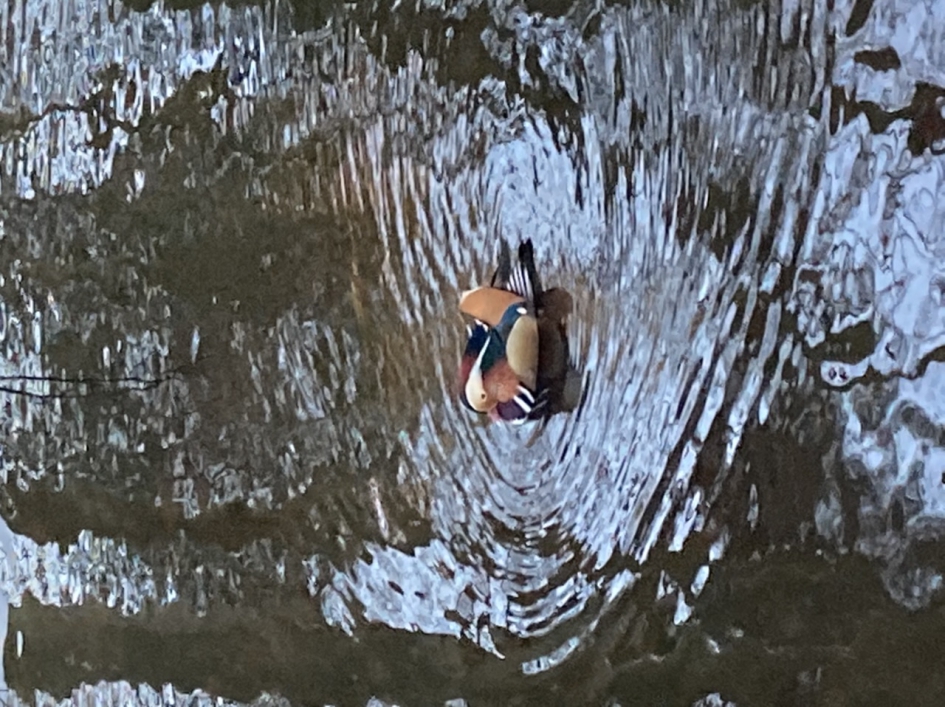 Vreemde eend in de bijt in het Bergense bos. - Vogels - Mandarijneend