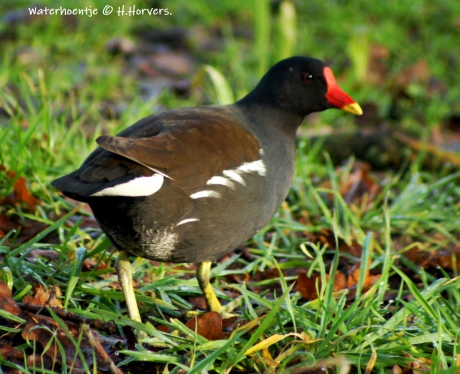Waterhoentje.