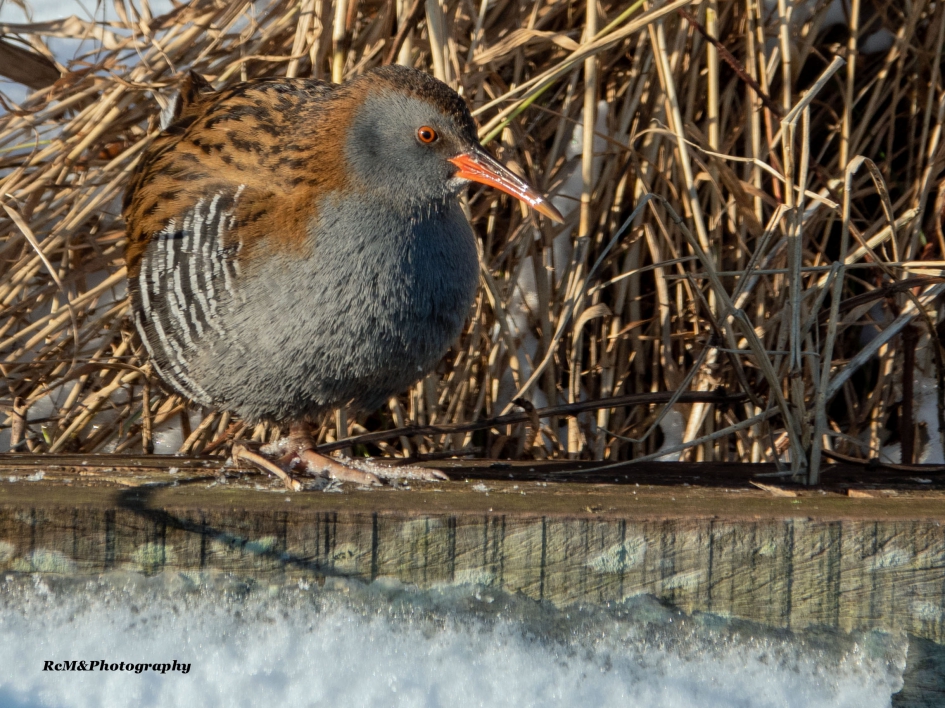 Waterral. - Vogels - Waterral.