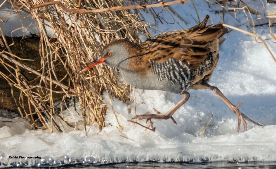 Waterral. - Vogels - Waterral.