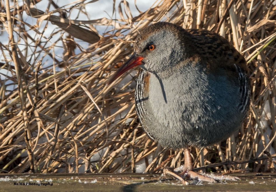 Waterral. - Vogels - Waterral.