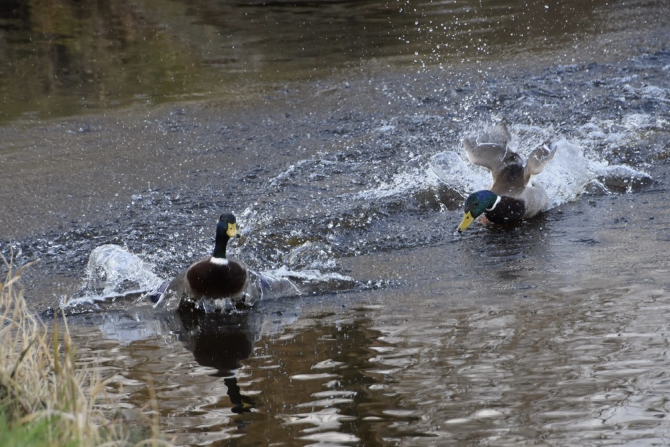 Weg jij... - Vogels - 