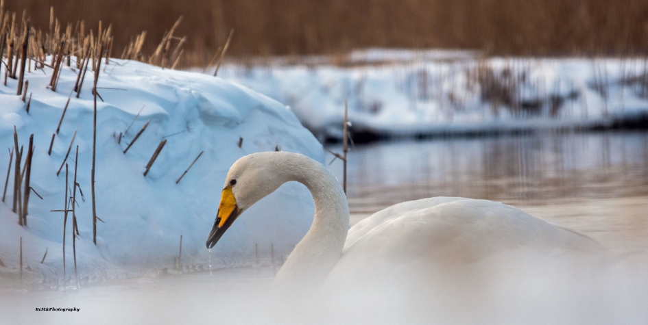 Wilde zwaan. - Vogels - Wilde zwaan.
