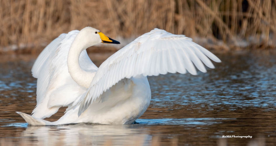 Wilde zwaan. - Vogels - Wilde zwaan.