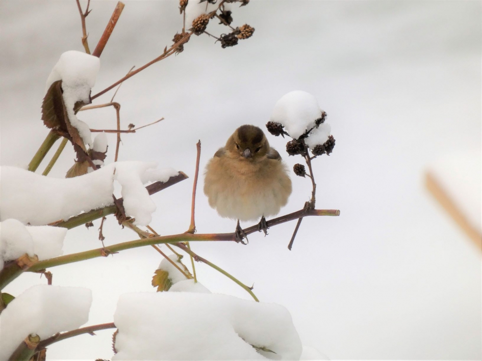 Winter in de tuin 2021 - Vogels - Vink