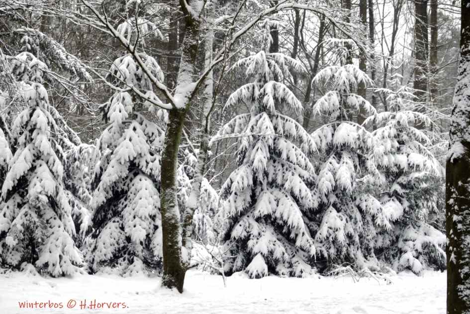 Winterbos - Weer en landschap - Winterbos