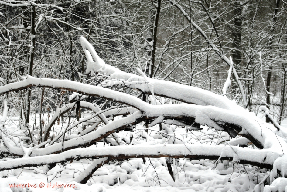 Winterbos - Weer en landschap - Winterbos