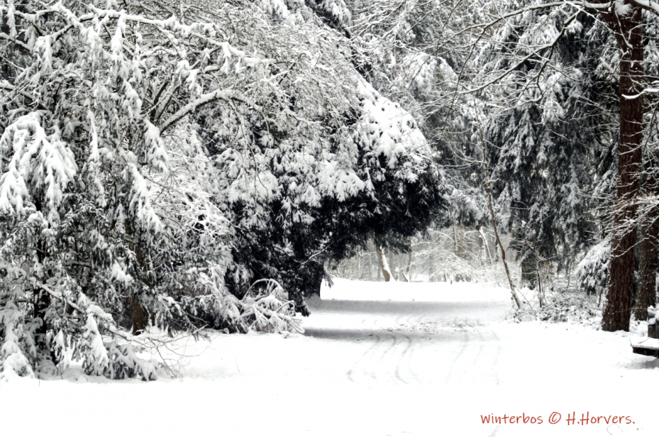 Winterbos - Weer en landschap - Winterbos