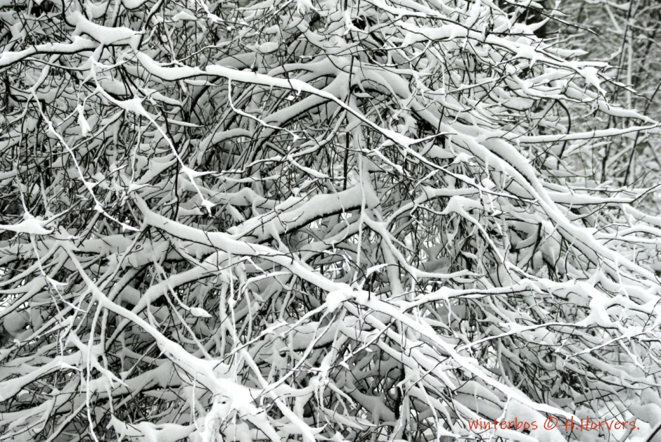 Winterbos - Weer en landschap - Winterbos