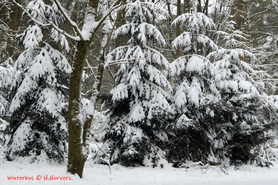 Winterbos - Weer en landschap - Winterbos