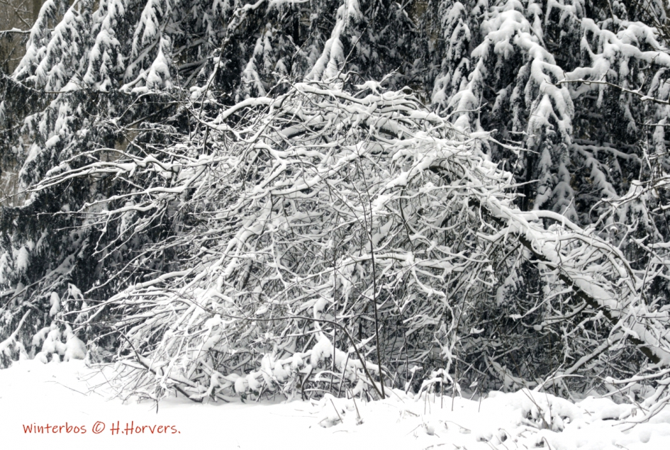 Winterbos - Weer en landschap - Winterbos