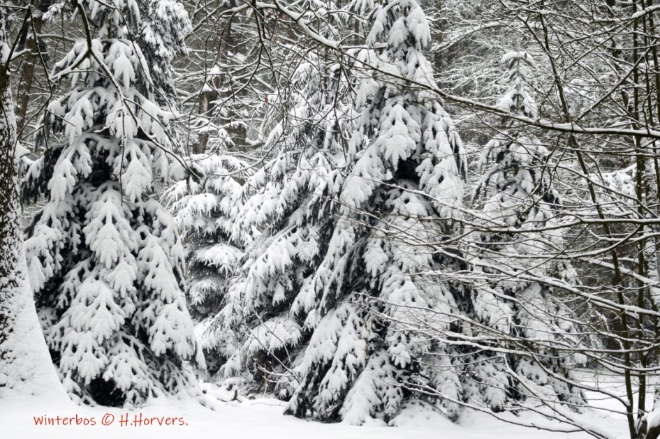 Winterbos - Weer en landschap - Winterbos