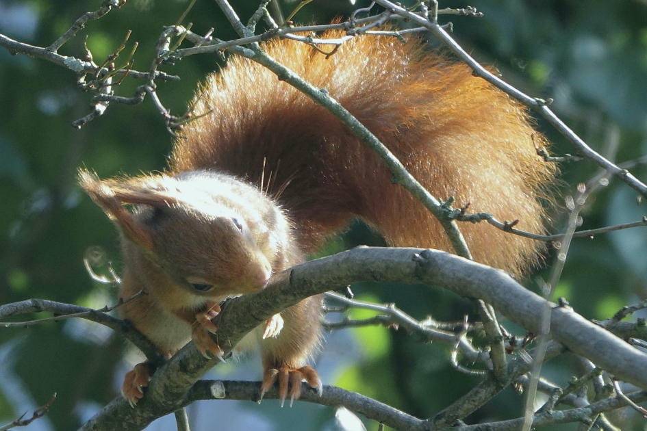 Winterkost - Zoogdieren - Eekhoorn