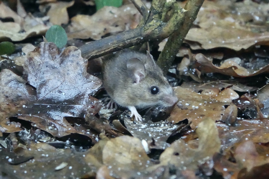 Scharrelende Bosmuis - Zoogdieren - Bosmuis