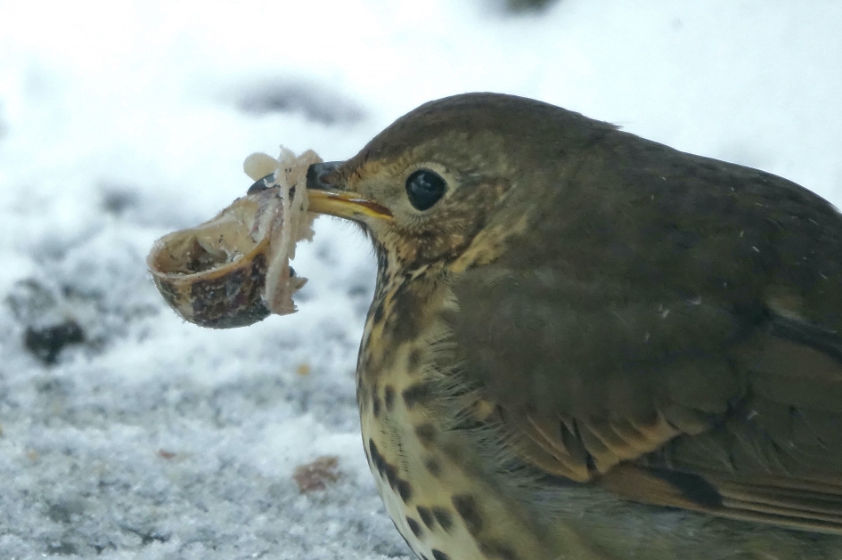 Winterkost - Vogels - Zanglijster