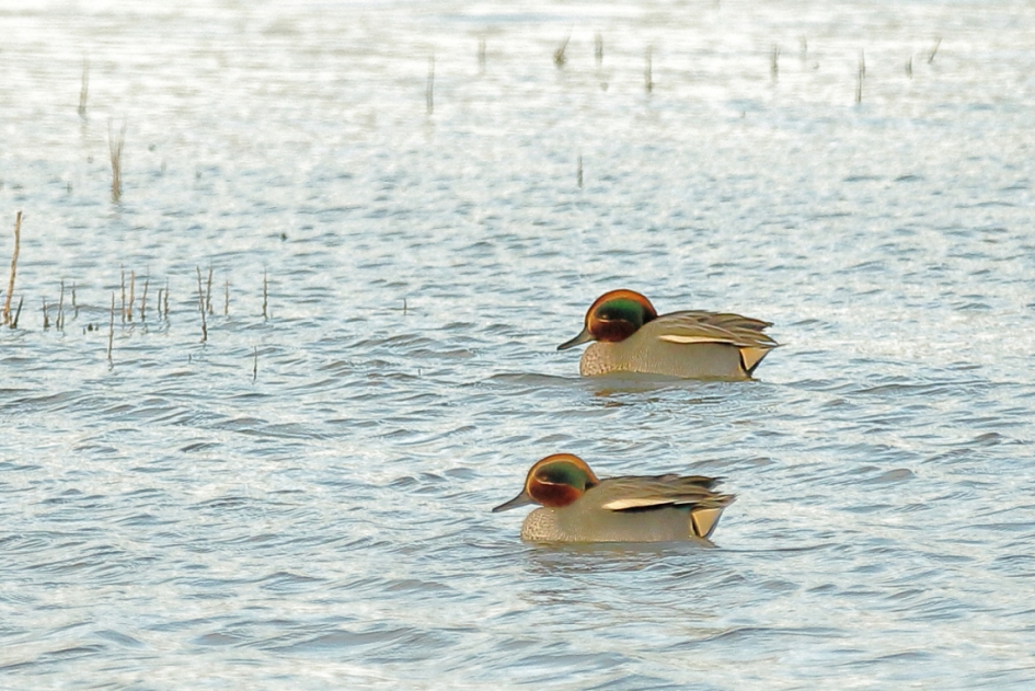 wintertaling -m- - Vogels - wintertaling-m-