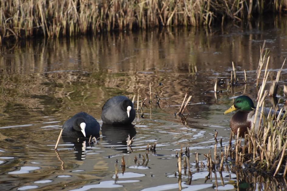 Woerd en meerkoeten - Vogels - 