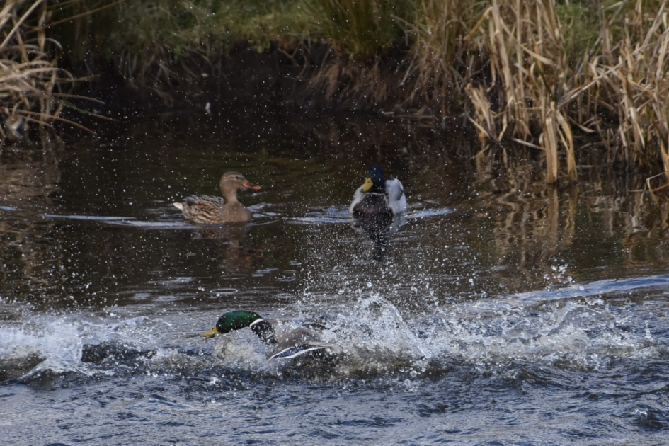 Woerden waren aan het vechten - Vogels - 