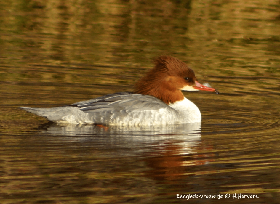 Zaagbek-vrouwtje. - Vogels - Zaagbek-vrouwtje.