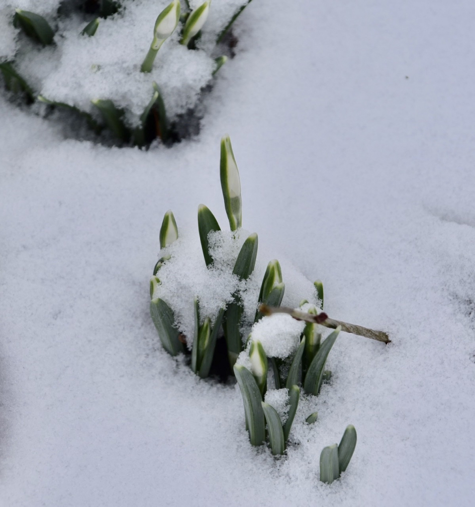Ze komen er aan - Planten - 