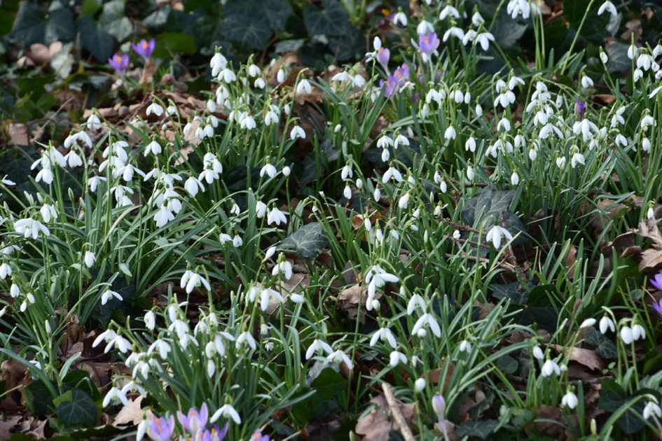 Ze vliegen de grond uit... - Planten - 