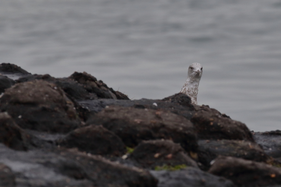 zijn nek uitsteken - Vogels - zilvermeeuw - 2de kalenderjaar-