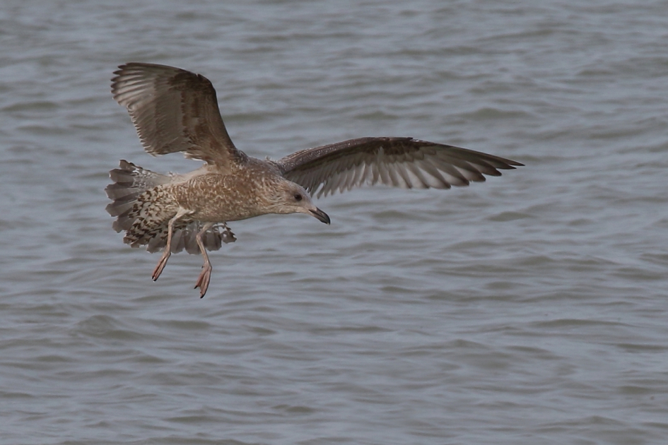 zilvermeeuw -2de kalenderjaar- - Vogels - zilvermeeuw