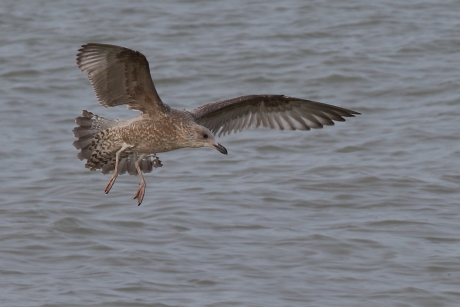 zilvermeeuw -2de kalenderjaar-