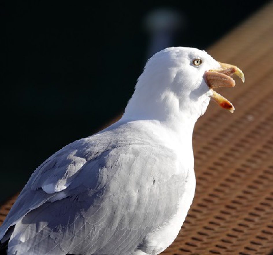 Zilvermeeuw verorbert Zeester (2) - Vogels - Zilvermeeuw