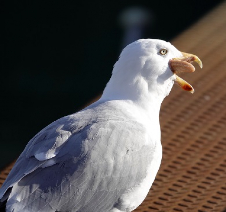 Zilvermeeuw verorbert Zeester (2)
