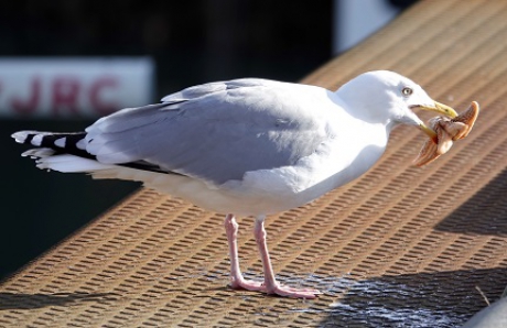 Zilvermeeuw verorbert Zeester