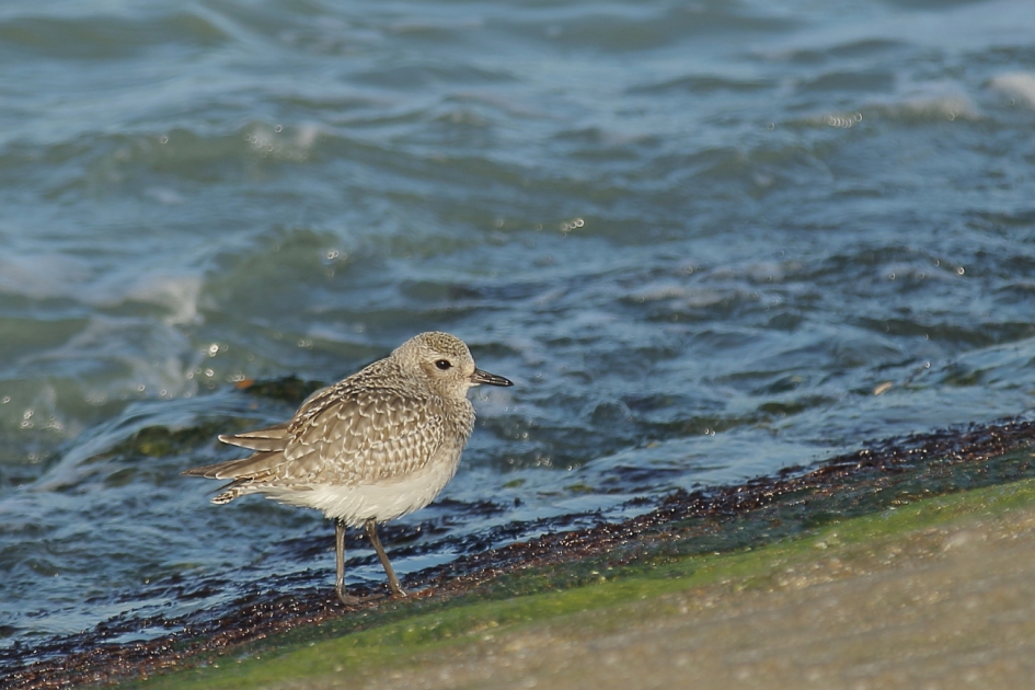 zilverplevier - Vogels - zilverplevier