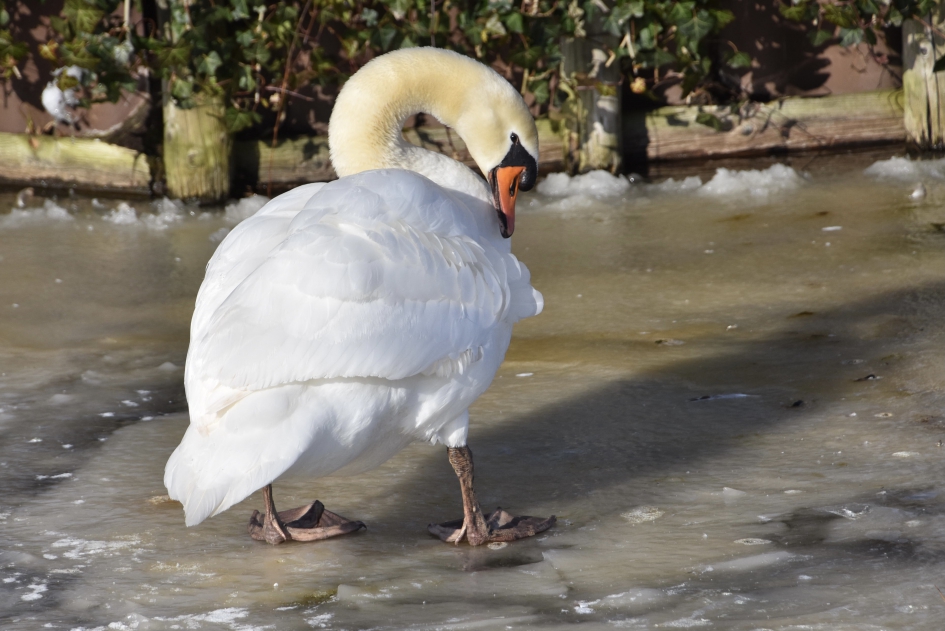 Zitten alle veren nog goed - Vogels - 