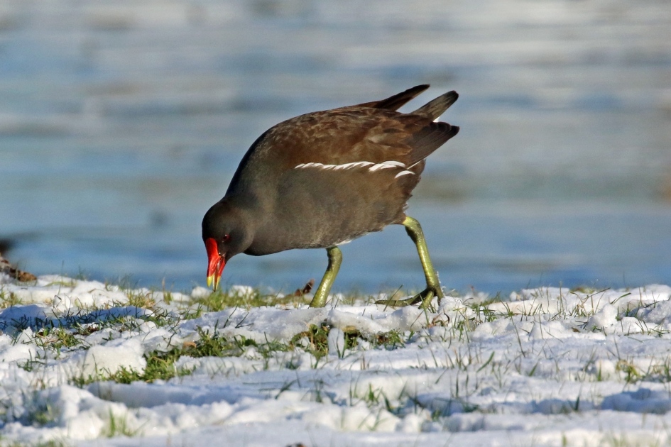 Zo mooi met die groene poten - Vogels - Waterhoen