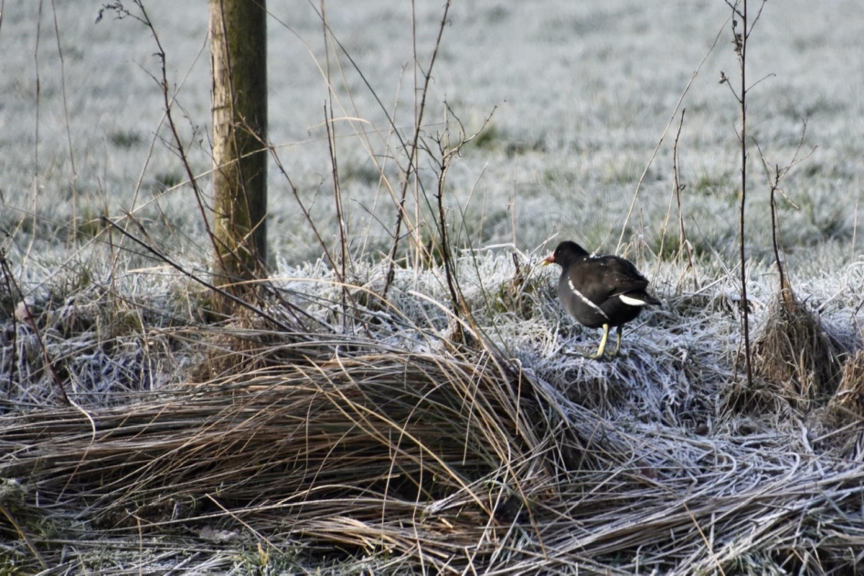 Zondagmorgen - Vogels - 