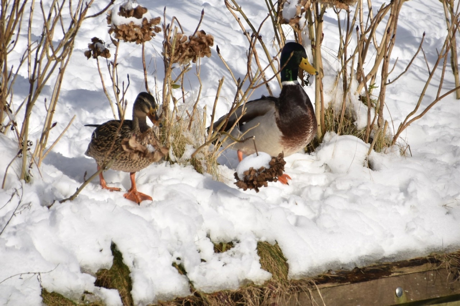 Zullen we dan maar.. - Vogels - 