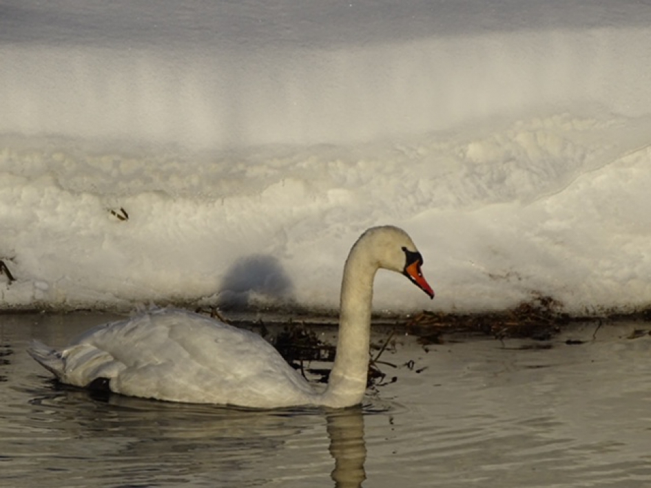 Zwaan in de grift met sneeuw - Vogels - Zwaan