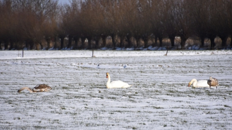 Zwanenfamilie in het land