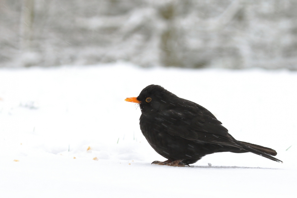 zwart-wit - Vogels - merel-m-