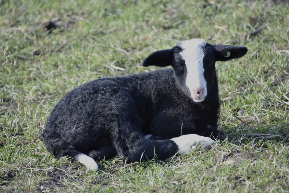 Zwartbles lammetje - Zoogdieren - 