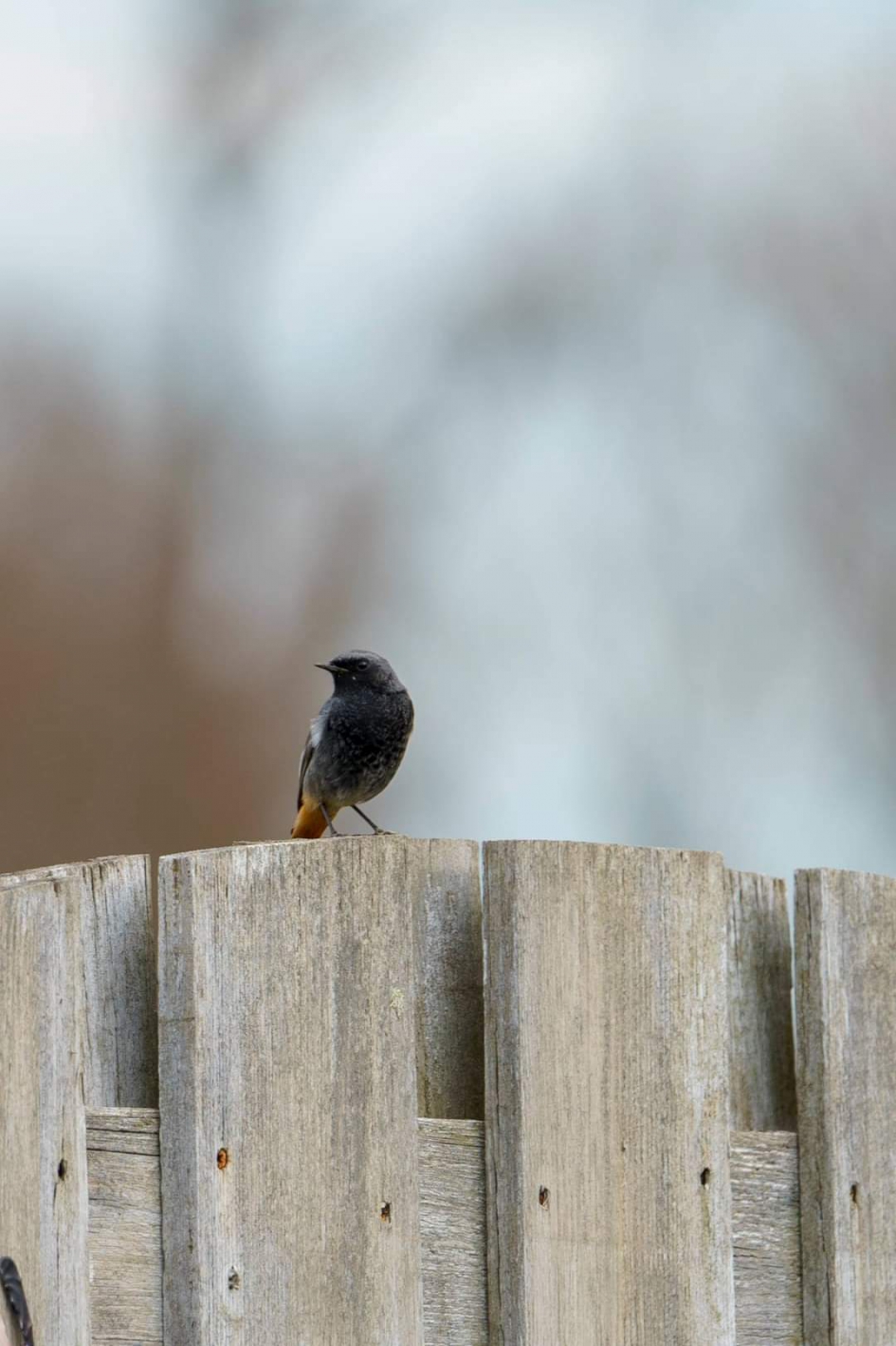 Zwarte roodstaart - Vogels - Zwarte roodstaart