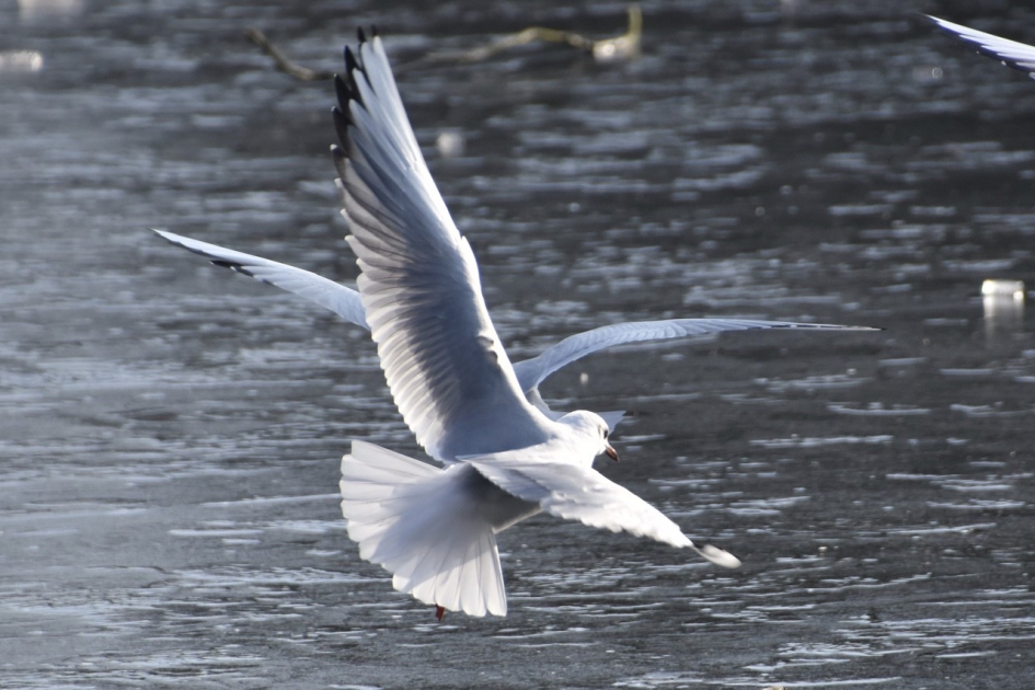 Zwevend biven het ijs - Vogels - 