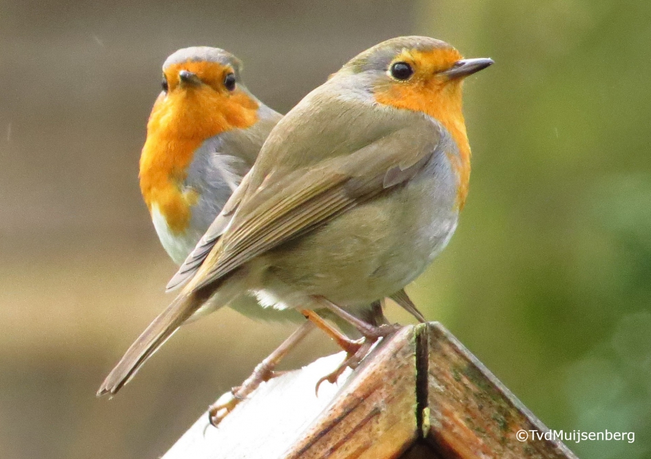 15 maart broedseizoen begonnen en 2 roodborstjes op het vogelhuisje. - Vogels - Roodborstje