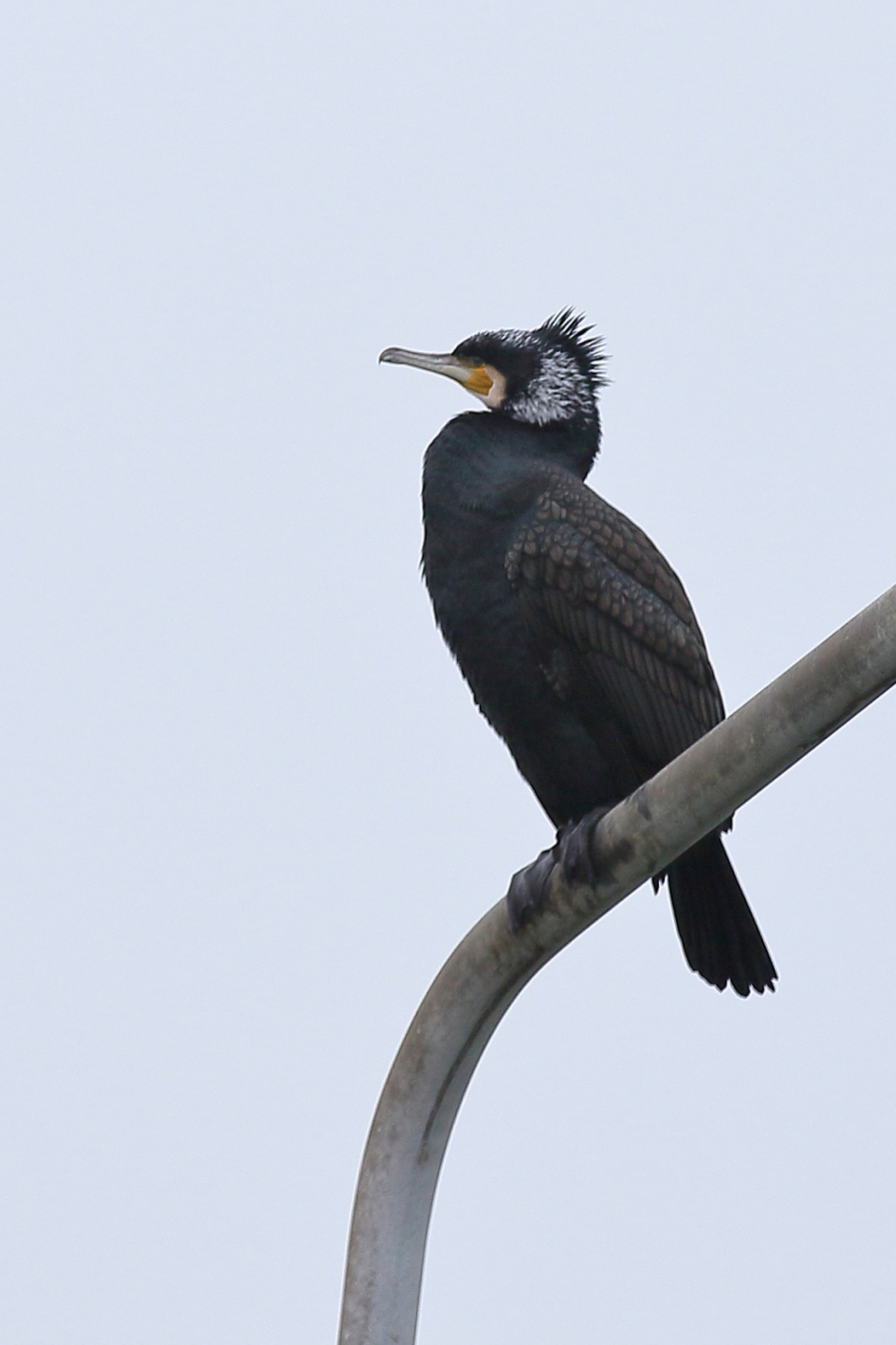 aalscholver - Vogels - aalscholver