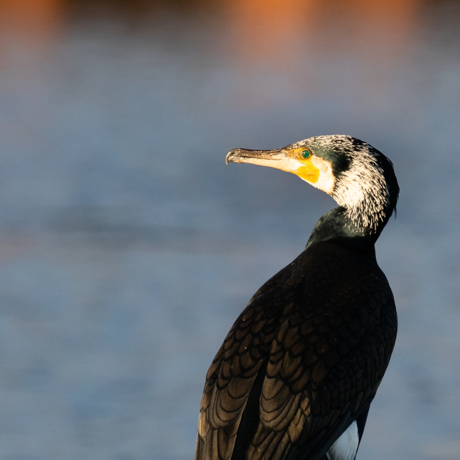 Aalscholver portret - Vogels - Aalscholver