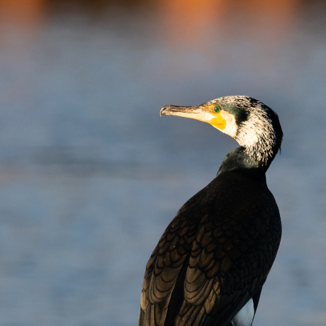 Aalscholver portret