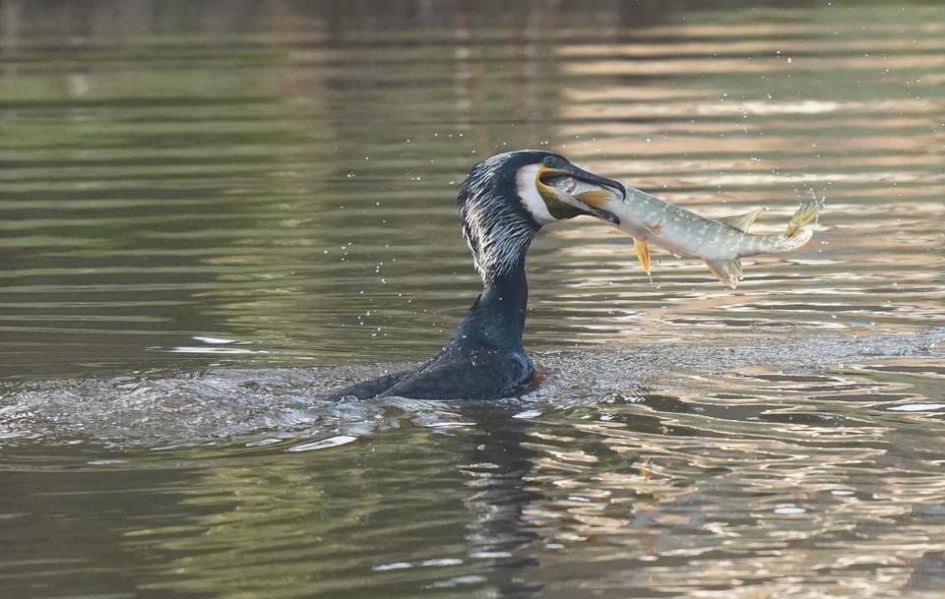 Aalscholver vangt snoek - Vogels - Aalscholver