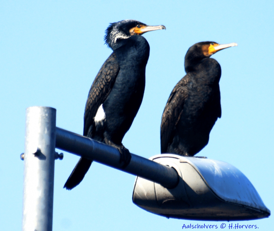 Aalscholvers - Vogels - Aalscholvers