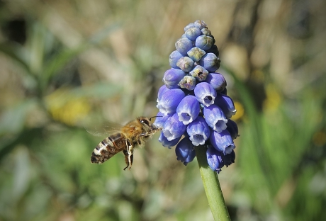 Aantrekkelijk druifje