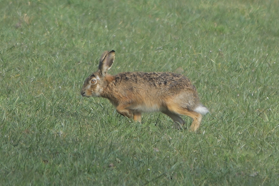 Aanwijs Haas - Zoogdieren - Haas